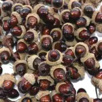 Glands artificiels pour décoration automnale - Kf se ac d e b ebp - Decorative Events